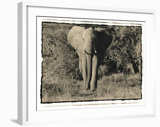 Elephant Walking Towards Camera in African Bush, Tanzania-Paul Joynson Hicks-Framed Photographic Print