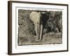 Elephant Walking Towards Camera in African Bush, Tanzania-Paul Joynson Hicks-Framed Photographic Print