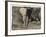 Elephant Walking Towards Camera in African Bush, Tanzania-Paul Joynson Hicks-Framed Photographic Print