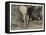 Elephant Walking Towards Camera in African Bush, Tanzania-Paul Joynson Hicks-Framed Stretched Canvas