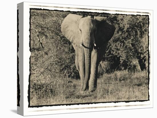 Elephant Walking Towards Camera in African Bush, Tanzania-Paul Joynson Hicks-Stretched Canvas