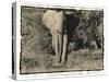 Elephant Walking Towards Camera in African Bush, Tanzania-Paul Joynson Hicks-Stretched Canvas