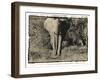 Elephant Walking Towards Camera in African Bush, Tanzania-Paul Joynson Hicks-Framed Photographic Print