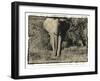 Elephant Walking Towards Camera in African Bush, Tanzania-Paul Joynson Hicks-Framed Photographic Print