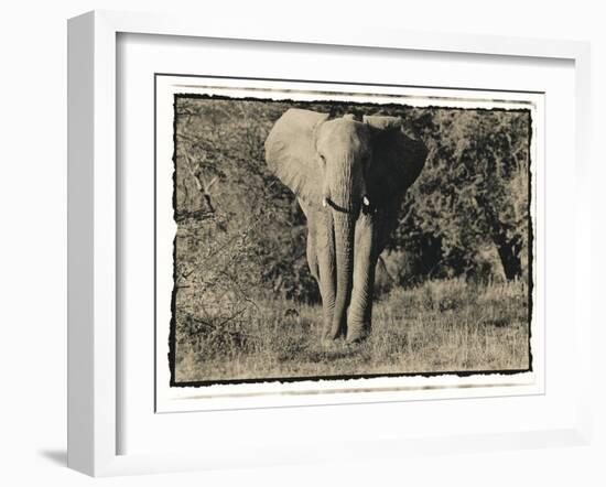 Elephant Walking Towards Camera in African Bush, Tanzania-Paul Joynson Hicks-Framed Photographic Print