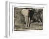 Elephant Walking Towards Camera in African Bush, Tanzania-Paul Joynson Hicks-Framed Photographic Print