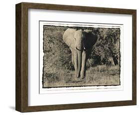 Elephant Walking Towards Camera in African Bush, Tanzania-Paul Joynson Hicks-Framed Photographic Print