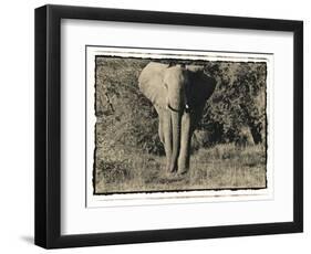 Elephant Walking Towards Camera in African Bush, Tanzania-Paul Joynson Hicks-Framed Photographic Print