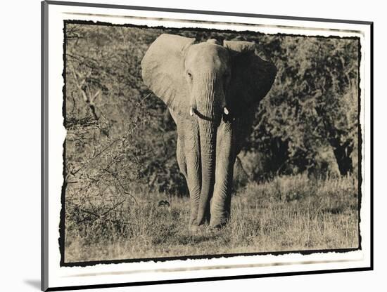 Elephant Walking Towards Camera in African Bush, Tanzania-Paul Joynson Hicks-Mounted Photographic Print