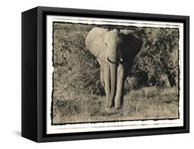 Elephant Walking Towards Camera in African Bush, Tanzania-Paul Joynson Hicks-Framed Stretched Canvas