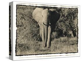 Elephant Walking Towards Camera in African Bush, Tanzania-Paul Joynson Hicks-Stretched Canvas