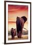 Elephant Walking with Calf-null-Framed Premium Giclee Print