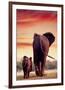 Elephant Walking with Calf-null-Framed Premium Giclee Print