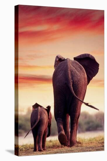 Elephant Walking with Calf-null-Stretched Canvas