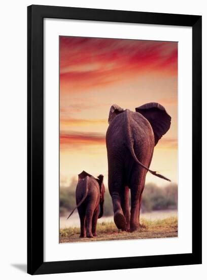 Elephant Walking with Calf-null-Framed Art Print