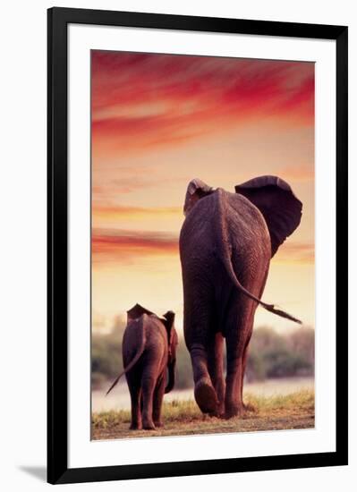 Elephant Walking with Calf-null-Framed Art Print