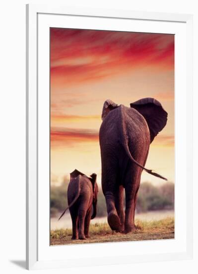 Elephant Walking with Calf-null-Framed Art Print