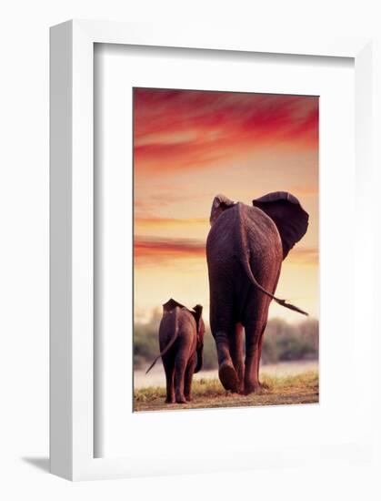 Elephant Walking with Calf-null-Framed Art Print