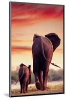 Elephant Walking with Calf-null-Mounted Art Print