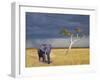 Elephant Walking-Ata Alishahi-Framed Giclee Print