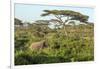 Elephant Walks Through Jungle Landscape, Ngorongoro, Tanzania-James Heupel-Framed Premium Photographic Print