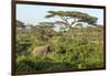 Elephant Walks Through Jungle Landscape, Ngorongoro, Tanzania-James Heupel-Framed Premium Photographic Print