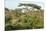 Elephant Walks Through Jungle Landscape, Ngorongoro, Tanzania-James Heupel-Mounted Premium Photographic Print