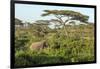 Elephant Walks Through Jungle Landscape, Ngorongoro, Tanzania-James Heupel-Framed Premium Photographic Print