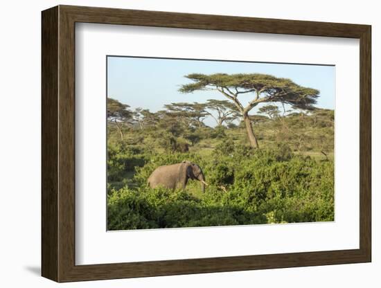 Elephant Walks Through Jungle Landscape, Ngorongoro, Tanzania-James Heupel-Framed Photographic Print