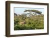 Elephant Walks Through Jungle Landscape, Ngorongoro, Tanzania-James Heupel-Framed Photographic Print