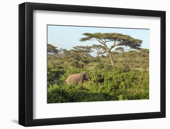 Elephant Walks Through Jungle Landscape, Ngorongoro, Tanzania-James Heupel-Framed Photographic Print