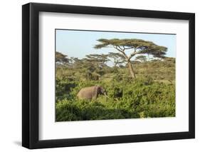 Elephant Walks Through Jungle Landscape, Ngorongoro, Tanzania-James Heupel-Framed Photographic Print