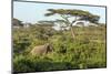 Elephant Walks Through Jungle Landscape, Ngorongoro, Tanzania-James Heupel-Mounted Photographic Print