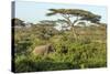 Elephant Walks Through Jungle Landscape, Ngorongoro, Tanzania-James Heupel-Stretched Canvas