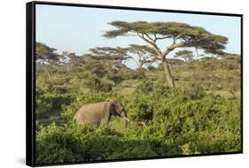 Elephant Walks Through Jungle Landscape, Ngorongoro, Tanzania-James Heupel-Framed Stretched Canvas