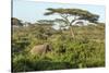 Elephant Walks Through Jungle Landscape, Ngorongoro, Tanzania-James Heupel-Stretched Canvas