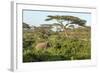 Elephant Walks Through Jungle Landscape, Ngorongoro, Tanzania-James Heupel-Framed Photographic Print