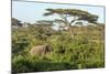 Elephant Walks Through Jungle Landscape, Ngorongoro, Tanzania-James Heupel-Mounted Photographic Print