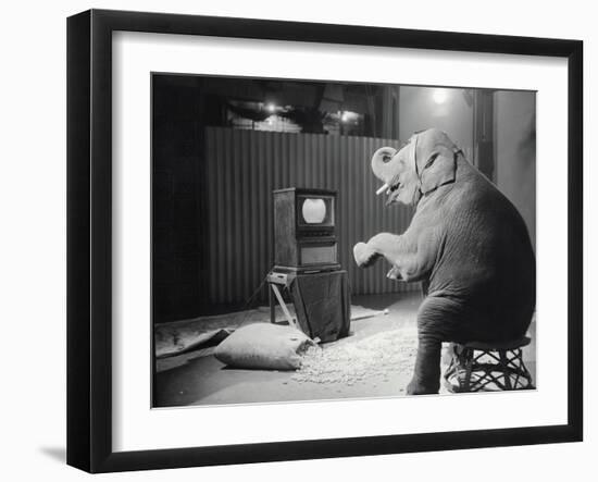 Elephant Watching Television-Charles Heckman-Framed Photographic Print