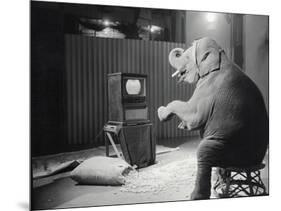 Elephant Watching Television-Charles Heckman-Mounted Photographic Print