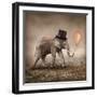 Elephant with a Orange Balloon-egal-Framed Photographic Print