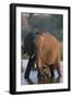 Elephant with Calf Wading in River-Paul Souders-Framed Premium Photographic Print