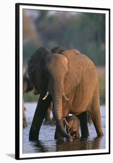 Elephant with Calf Wading in River-Paul Souders-Framed Premium Photographic Print