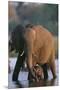 Elephant with Calf Wading in River-Paul Souders-Mounted Premium Photographic Print