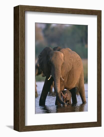 Elephant with Calf Wading in River-Paul Souders-Framed Photographic Print