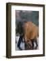 Elephant with Calf Wading in River-Paul Souders-Framed Photographic Print