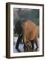 Elephant with Calf Wading in River-Paul Souders-Framed Photographic Print