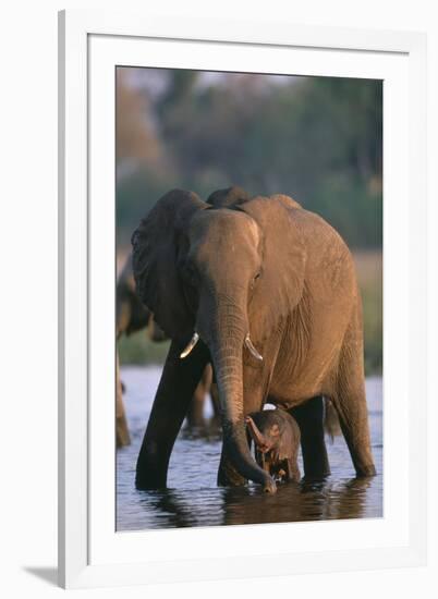 Elephant with Calf Wading in River-Paul Souders-Framed Photographic Print