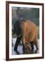 Elephant with Calf Wading in River-Paul Souders-Framed Photographic Print