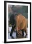 Elephant with Calf Wading in River-Paul Souders-Framed Photographic Print